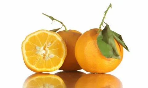 تصویر 3 از خریدکنسانتره نارنج اهرم + قیمت فروش استثنایی